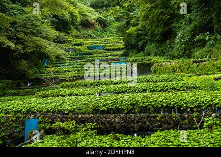 Les champs de Wasabi à Izu (Japon) sont étroits et s'étendent sur les douces collines suivant le cours de la rivière. Les plantes poussent très lentement et la culture du wasabi est très intensive en main-d'œuvre Banque D'Images