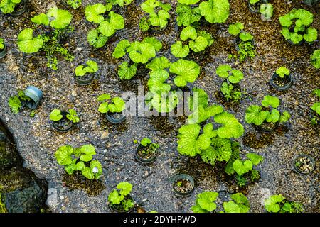 Jeunes plants de wasabi dans des pots de culture. Wasabi croît très lentement. La tige du wasabi est récoltée. Jusqu'à l'échéance prend deux à trois ans Banque D'Images