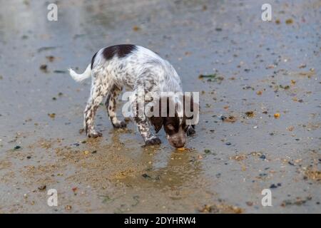 Un chien de compagnie anglais, un mignon chiot jouant sur la plage Banque D'Images