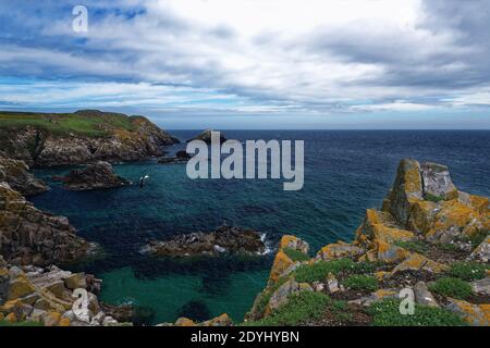 Great Saltee Island, R. Wexford, Irlande Banque D'Images