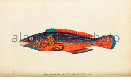 Belle Sparus ou Cuckoo Wrasse (Labrus mixtus), illustration vintage publiée dans le Naturalist's Miscellany de 1789 Banque D'Images