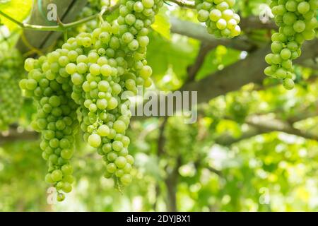 Raisins de vin blanc de Procida Italie dans un vignoble Banque D'Images