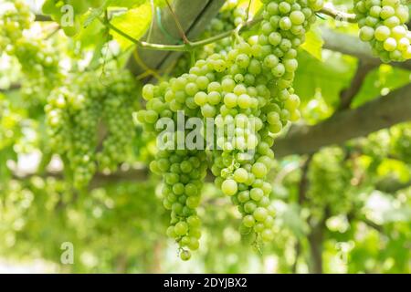 Raisins de vin blanc de Procida Italie dans un vignoble Banque D'Images