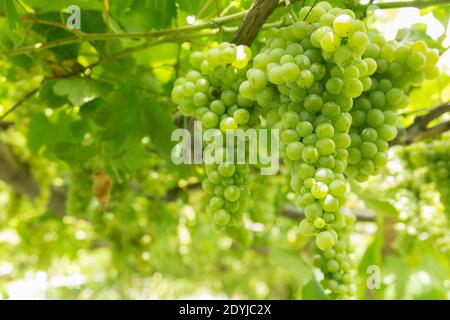 Raisins de vin blanc de Procida Italie dans un vignoble Banque D'Images