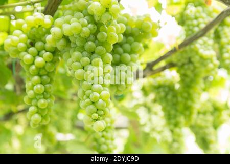 Raisins de vin blanc de Procida Italie dans un vignoble Banque D'Images