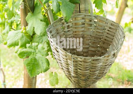 Raisin blanc dans un vignoble avec panier de récolte Banque D'Images