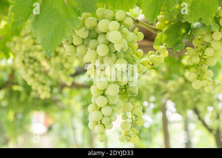 Raisins de vin blanc de Procida Italie dans un vignoble Banque D'Images