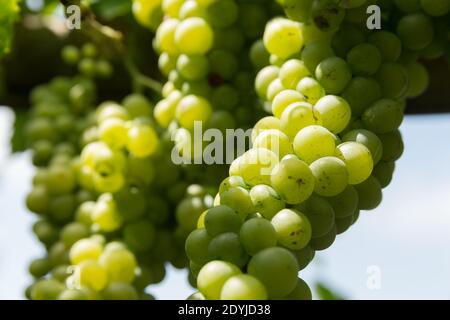 Raisins de vin blanc de Procida Italie dans un vignoble Banque D'Images