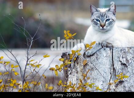 Maison de chat, posé sur une souche abîmé avec jaune, feuilles d'automne au premier plan Banque D'Images