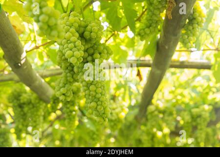 Raisins de vin blanc de Procida Italie dans un vignoble Banque D'Images