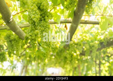 Raisins de vin blanc de Procida Italie dans un vignoble Banque D'Images