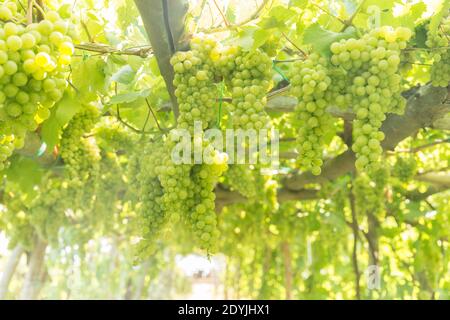 Raisins de vin blanc de Procida Italie dans un vignoble Banque D'Images