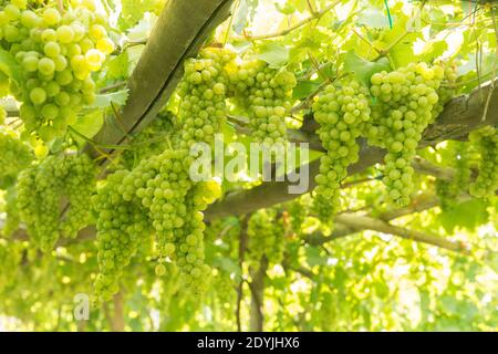 Raisins de vin blanc de Procida Italie dans un vignoble Banque D'Images