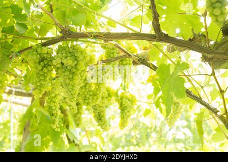 Raisins de vin blanc de Procida Italie dans un vignoble Banque D'Images