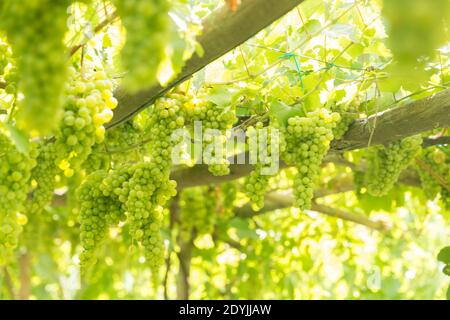 Raisins de vin blanc de Procida Italie dans un vignoble Banque D'Images