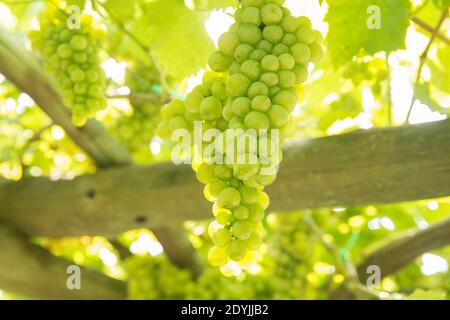 Raisins de vin blanc de Procida Italie dans un vignoble Banque D'Images