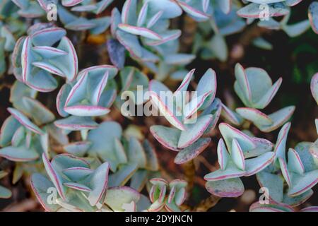 Gros plan sur un succulent vert avec une ligne rouge dans les feuilles à fond sombre Banque D'Images