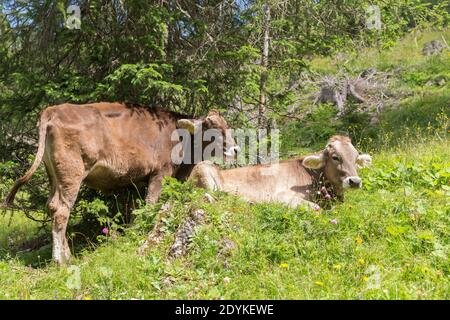 Santa Maddalena Val di Funes Italie Cow pâturage dans les Dolomites Banque D'Images