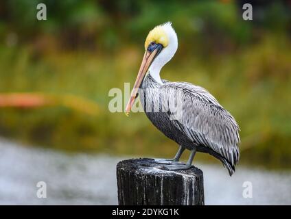 Un pélican brun (Pelecanus occidentalis) se trouve sur une bûche. Seabrook, Texas, États-Unis. Banque D'Images