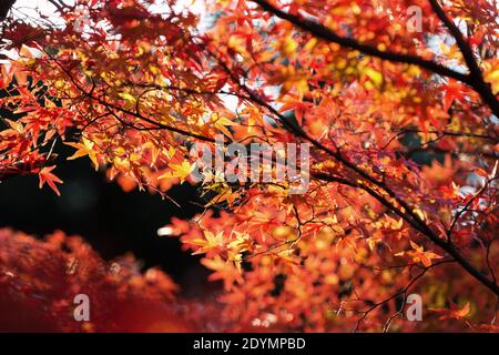 Kyoto Japon les feuilles d'érable japonaises se transforment en feuillage d'automne rouge, jaune et orange au temple Kiyomizu-dera. Banque D'Images