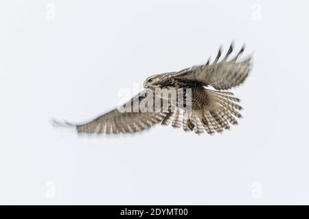 Faucon à pattes rugueuses à Delta Colombie-Britannique, Canada, Amérique du Nord Banque D'Images