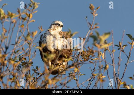 Faucon à pattes rugueuses à Delta Colombie-Britannique, Canada, Amérique du Nord Banque D'Images