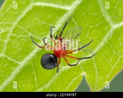 Petite araignée naine rouge et noire (Hypselistes florens) rampant sous une feuille verte tout en se nourrissant d'un insecte puceron, marais salin de Boundary Bay, Delt Banque D'Images