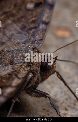 Papillon noir de l'espèce Ascalapha odorata Banque D'Images