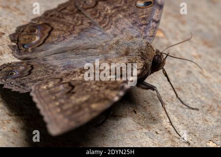 Papillon noir de l'espèce Ascalapha odorata Banque D'Images