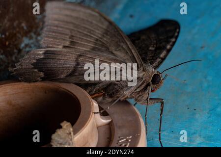 Papillon noir de l'espèce Ascalapha odorata Banque D'Images