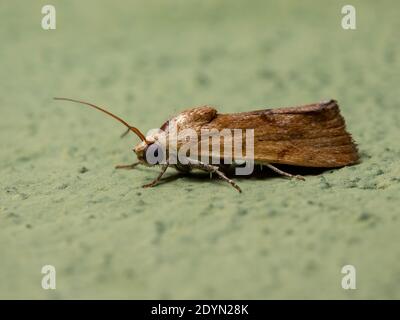 Petite Moth jaune de la Tribe Acontiini Banque D'Images