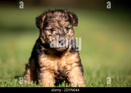 Mignon Lakeland Terrier chiot sur l'herbe verte. Banque D'Images