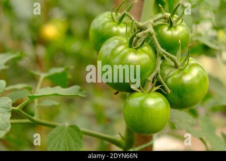 tomates vertes non mûres, légumes d'été Banque D'Images