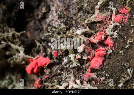 Champignons lichenicoles (Illosporiopsis christiansenii) Banque D'Images