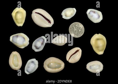 Une collection de coquilles de « cowrie de l'argent », utilisées comme monnaie dans certains pays de l'océan Pacifique et de l'océan Indien, avec un dime américain pour l'échelle Banque D'Images