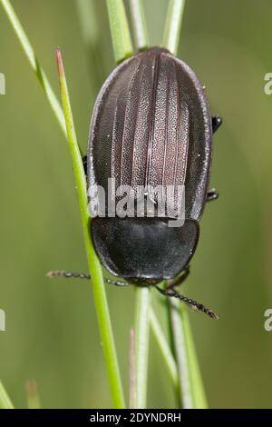 Coléoptère européen (phosphuga atrata) Banque D'Images