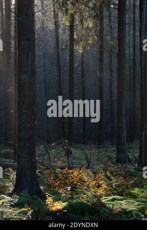 Forêt de conte de fées: le soleil dans une forêt de pins sombre éclaircit la tache sur la mousse, dans la lumière de distance entre les arbres Banque D'Images