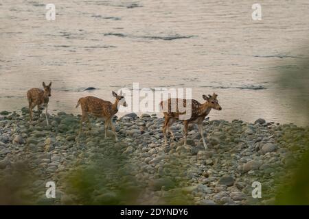 Troupeau de cerfs ou de chital ou d'axes tacherés sur petit pierres et rochers traversant la rivière ramganga à la zone dhikala de parc national jim corbett uttarakhand in Banque D'Images
