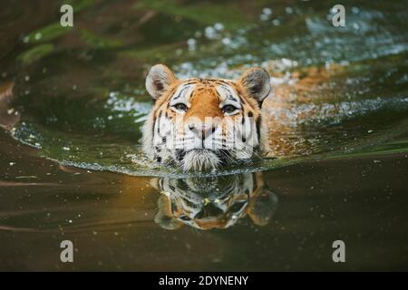 Tigre de Sibérie (Panthera tigris tigris) nageant dans un lac, captif, incidence en Russie et dans le nord-est de la Chine Banque D'Images