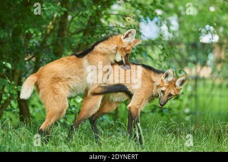Jeune loup (Chrysocyon brachyurus) jouant à une glade forestière, captive, incidence en Amérique du Sud Banque D'Images