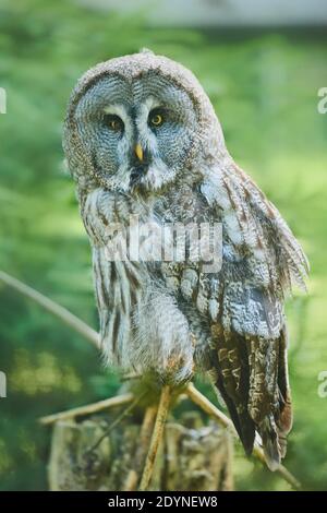 Hibou de l'Oural (Strix uralensis), captif, Allemagne, Europe Banque D'Images