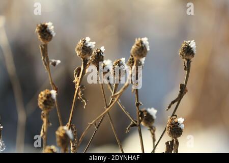 Sécher les têtes de l'usine de givre contre le ciel bleu lors d'une journée d'hiver claire à l'extérieur de près. Sécher les plantes enneigées en hiver. Motif de fleurs congelées sèches. Banque D'Images