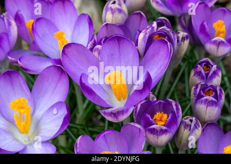 Crocus tommasiianus 'Pictus' plante à fleurs au printemps qui a une fleur pourpre pendant la saison de printemps, image de stock photo Banque D'Images
