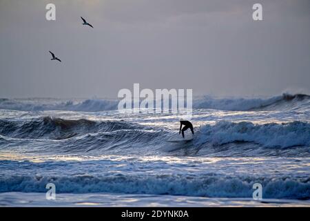 Swansea, Royaume-Uni. 27 décembre 2020. Ce matin, une paire de séaguls survole les surfeurs qui surfent sur les grandes vagues générées par Storm Bella à Langland Bay près de Swansea. Les vents ont guté jusqu'à 100 km/h quand il a frappé le Royaume-Uni la nuit dernière. Credit: Phil Rees/Alamy Live News Banque D'Images