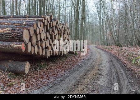 pile de bois dans la forêt Banque D'Images