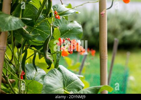 Scarlet Runner Bean, Rosenböna (Phaseolus coccineus) Banque D'Images