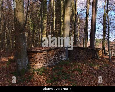 Des piles de bois de chauffage taillé recouvertes de fonte ondulée entourée de feuillage le jour ensoleillé de la saison hivernale dans une forêt près de Hagnau am Bodensee, en Allemagne. Banque D'Images