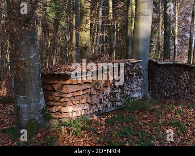 Cheminée de bois de chauffage taillé recouverte de fer ondulé dans une forêt mixte avec une végétation luxuriante sur le sol en hiver près de Hagnau am Bodensee, Allemagne. Banque D'Images