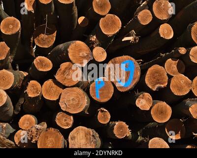 Pile empilée d'arbres fraîchement coupés avec des anneaux d'arbres visibles sur les troncs et marquage bleu dans la forêt près de Hagnau am Bodensee, Allemagne en hiver. Banque D'Images