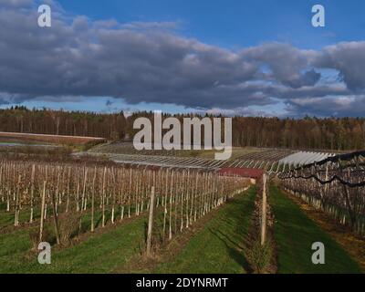 Paysage de pommiers agricoles avec arbres en croissance parallèle et forêt en arrière-plan le jour ensoleillé en hiver près de Hagnau, Allemagne. Banque D'Images